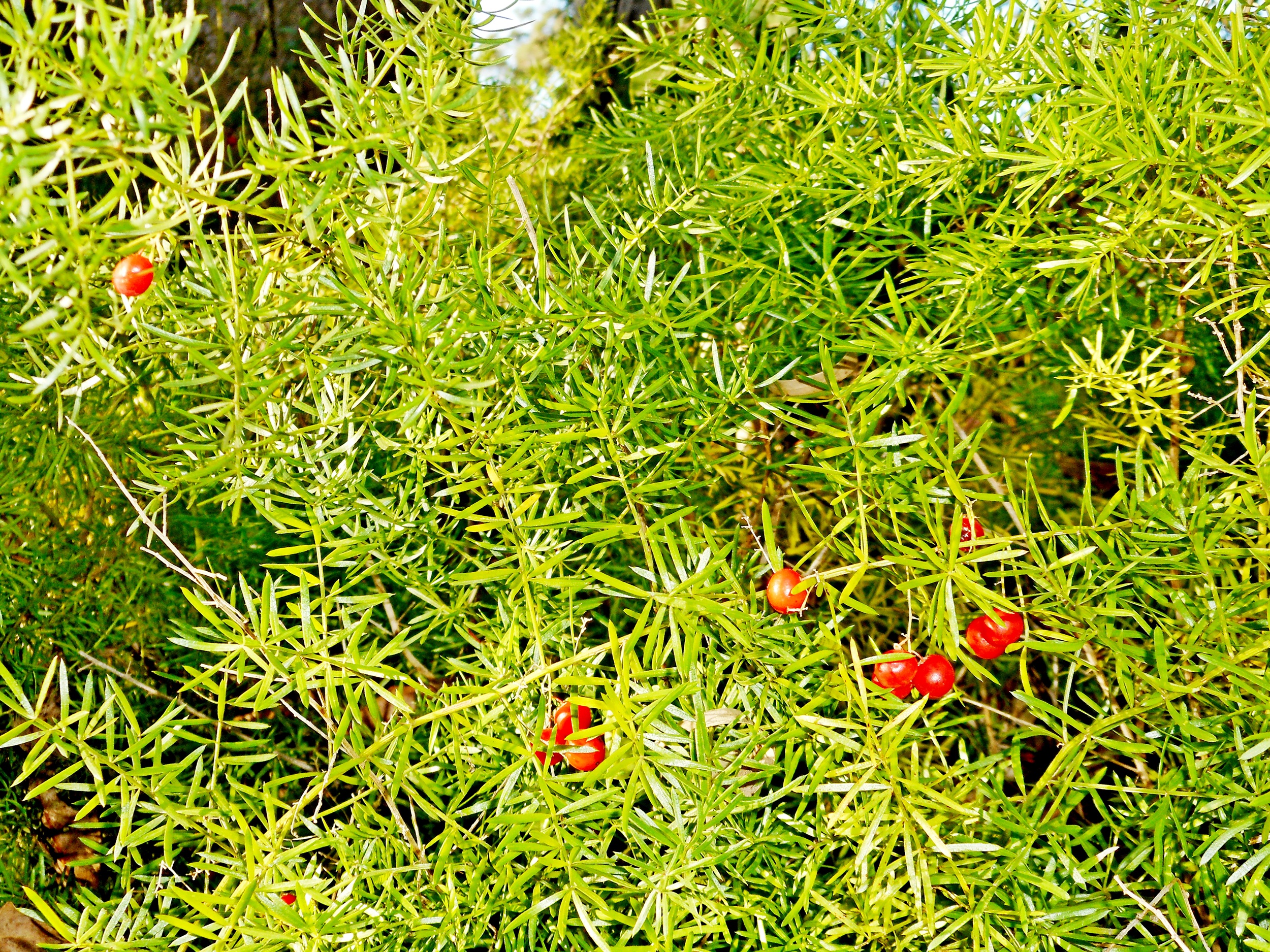 Asparagus fern, Lapstone